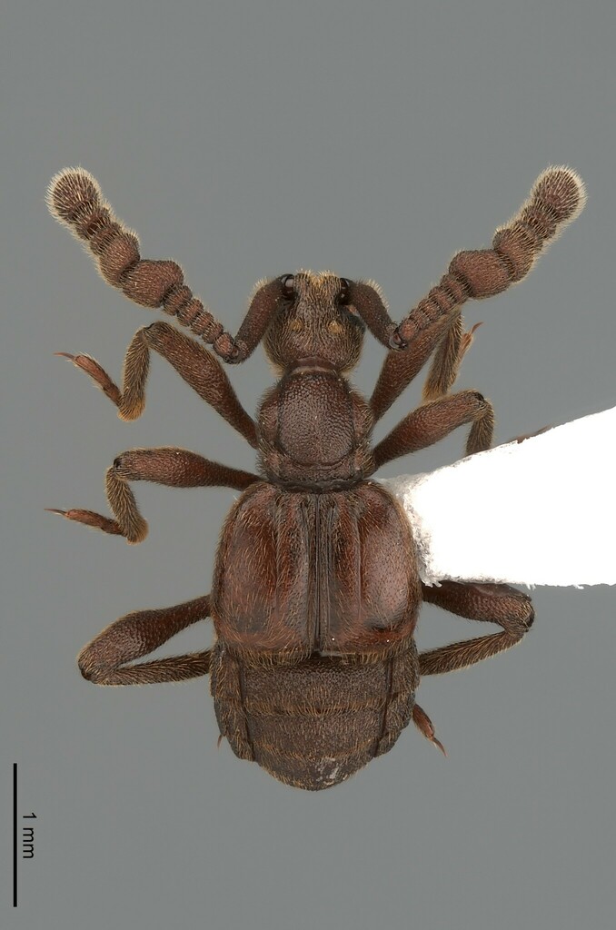 Goniacerini