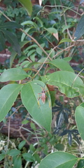 Holhymenia histrio