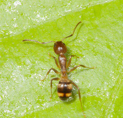 Dolichoderus lutosus