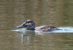Oxyura ferruginea