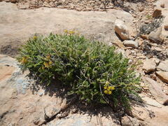 Lomatium scabrum tripinnatum