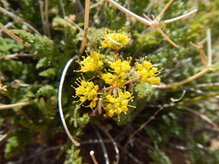 Lomatium scabrum tripinnatum