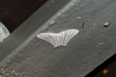 Pseudomicronia bundutuhan