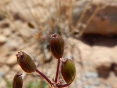 Lomatium scabrum tripinnatum