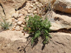 Lomatium scabrum tripinnatum