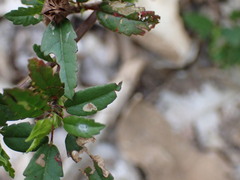 Calycomyza sidae