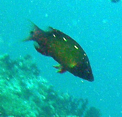 Bodianus diana