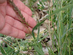 Eragrostis ciliaris