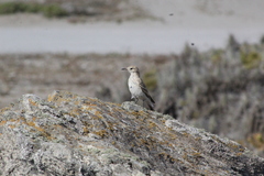 Geositta cunicularia