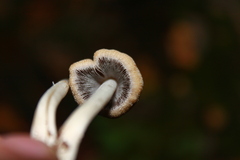 Coprinopsis