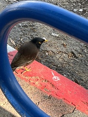 Acridotheres tristis