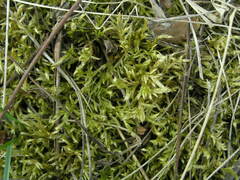 Brachythecium glareosum