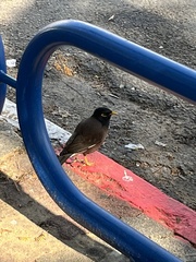 Acridotheres tristis