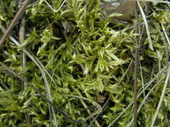 Brachythecium glareosum