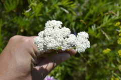 Achillea setacea