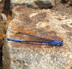 Argia medullaris