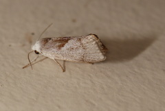 Xylorycta apheles