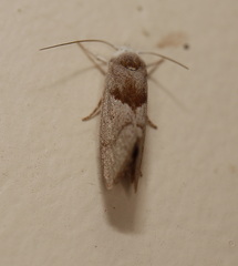 Xylorycta apheles