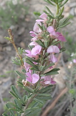 Indigofera flabellata