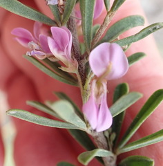 Indigofera flabellata