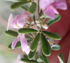Indigofera flabellata