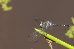 Micrathyria hesperis