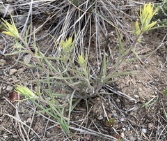 Castilleja flava flava