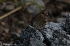 Lasiommata