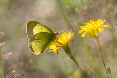 Colias palaeno
