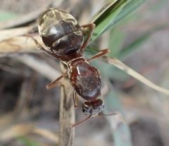 Anoplolepis