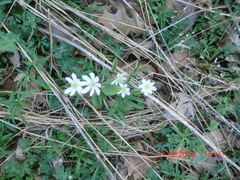 Jeffersonia diphylla