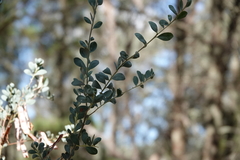 Acacia buxifolia