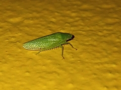 Reticana