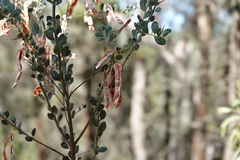 Acacia buxifolia