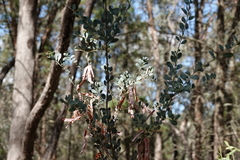 Acacia buxifolia
