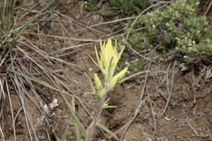 Castilleja flava flava