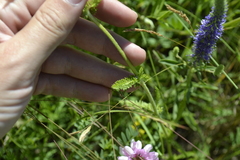 Achillea setacea