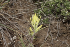 Castilleja flava flava