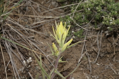 Castilleja flava flava