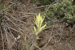Castilleja flava flava