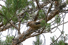 Loxia pytyopsittacus