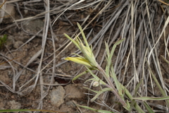 Castilleja flava flava