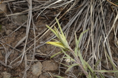Castilleja flava flava
