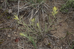 Castilleja flava flava