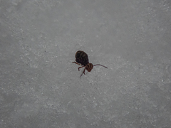 Dicyrtomidae