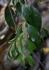 Dendrophthoe curvata