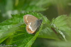 Coenonympha