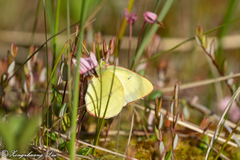 Colias palaeno