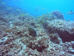 Cantherhines dumerilii