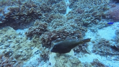 Cantherhines dumerilii